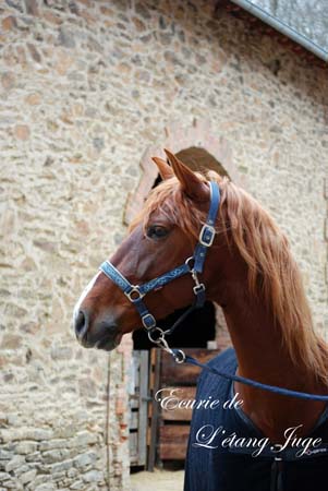 FECHERO CONCOURS ETANG JUGE (12)