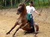 aa